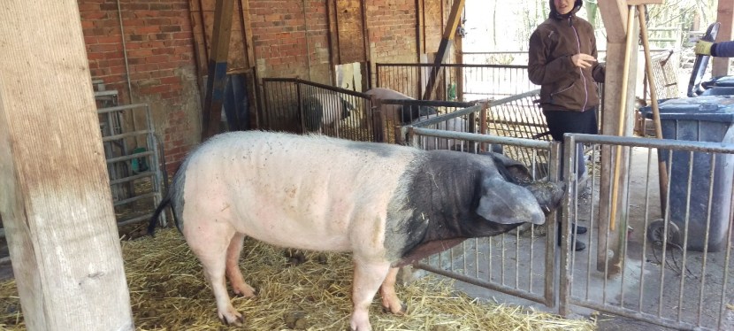 Klassenfahrt – Schulbauernhof&nbsp;Ummeln