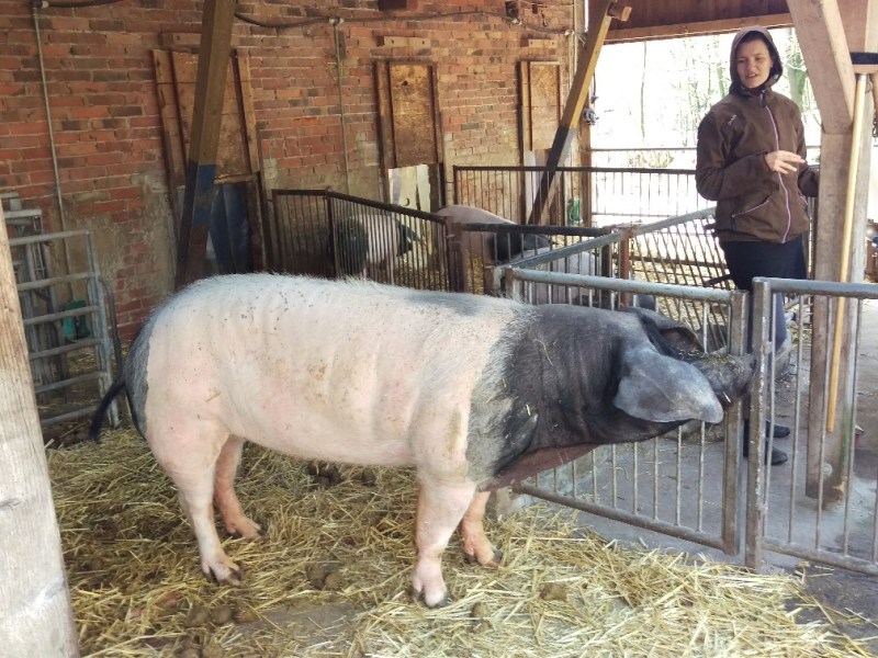 Klassenfahrt – Schulbauernhof&nbsp;Ummeln
